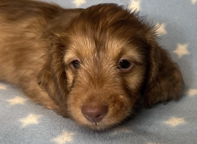 313162 Puppy 7 — 