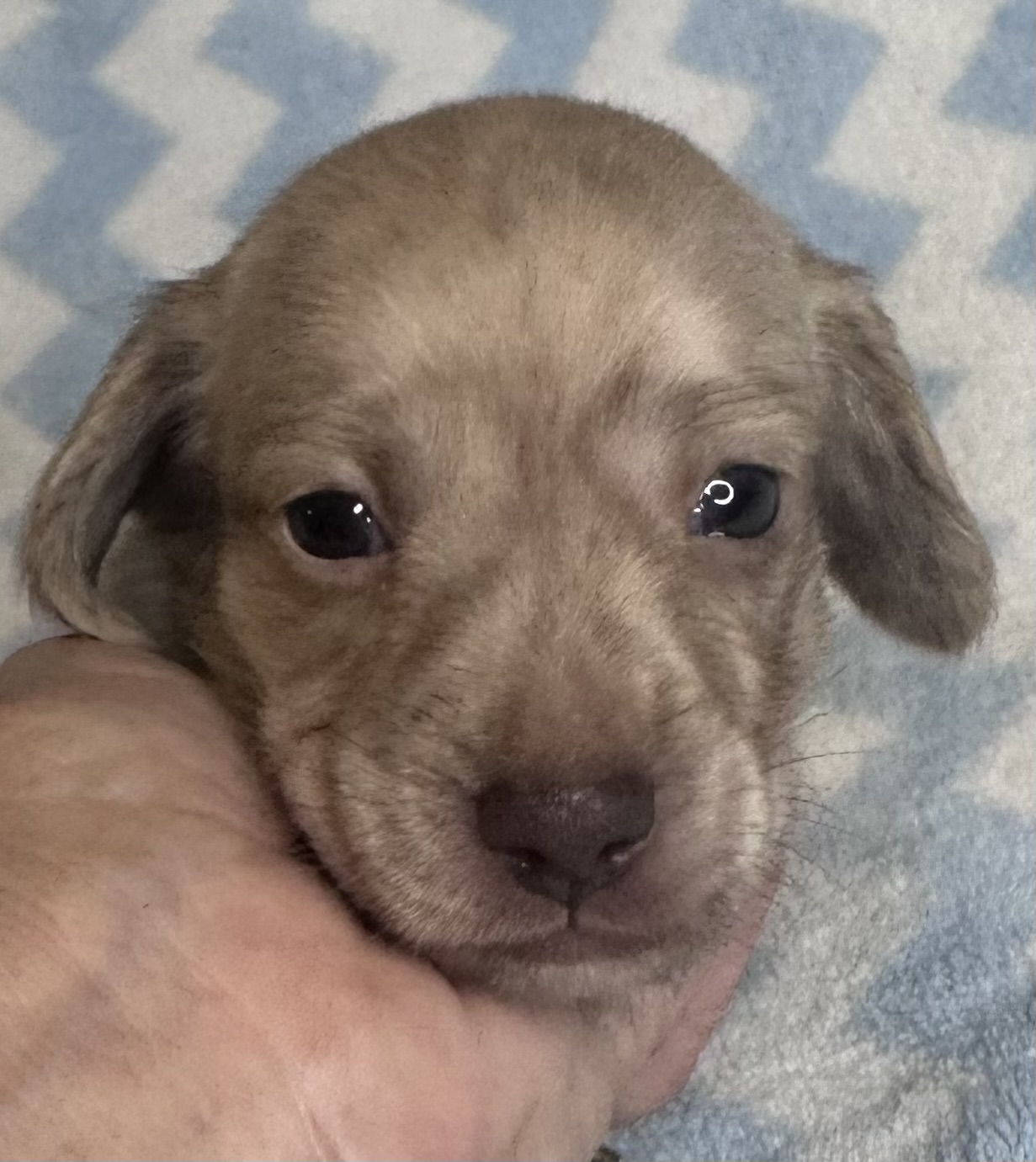 Puppy 3 — 
