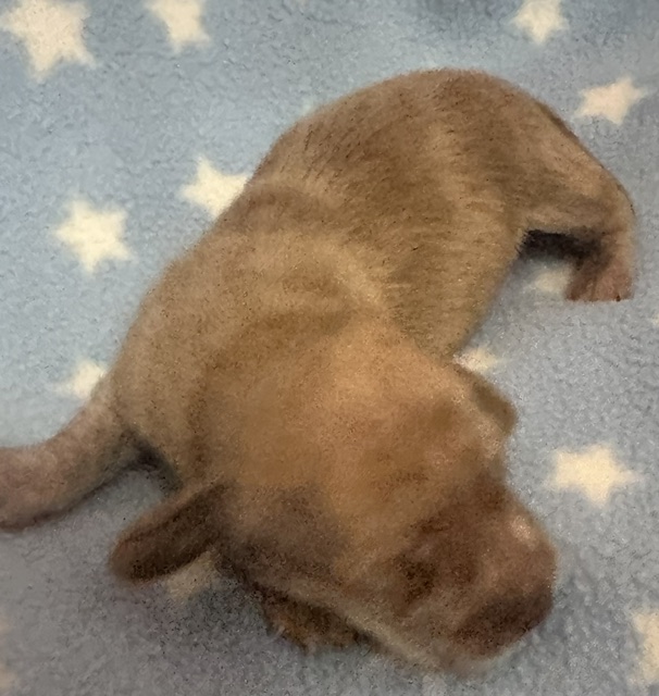 Puppy 3 — 