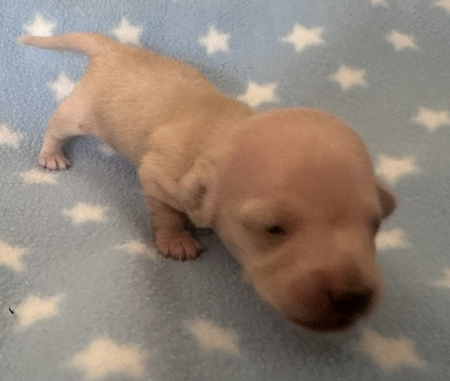 L-313199 Puppy 3 — 