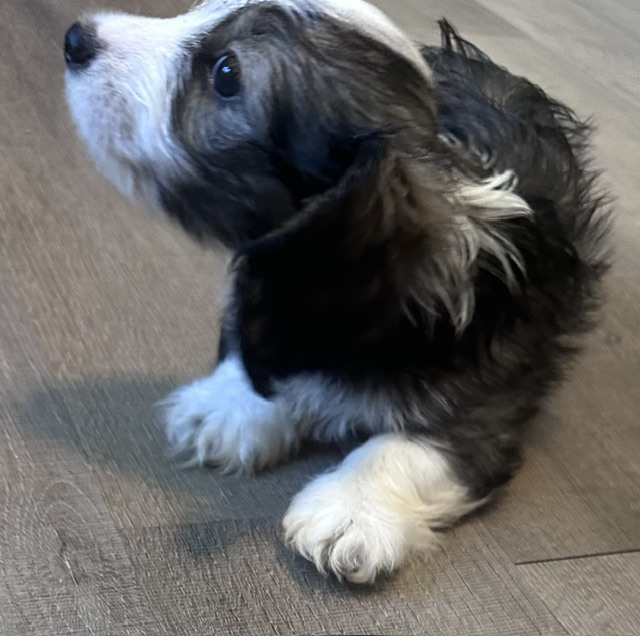 Puppy 1 — 