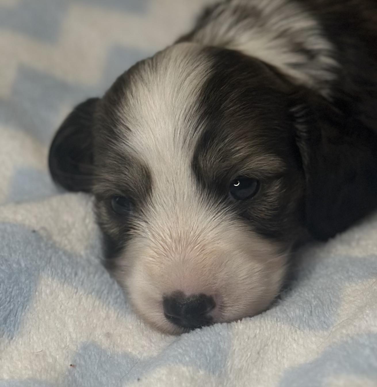 Puppy 1 — 
