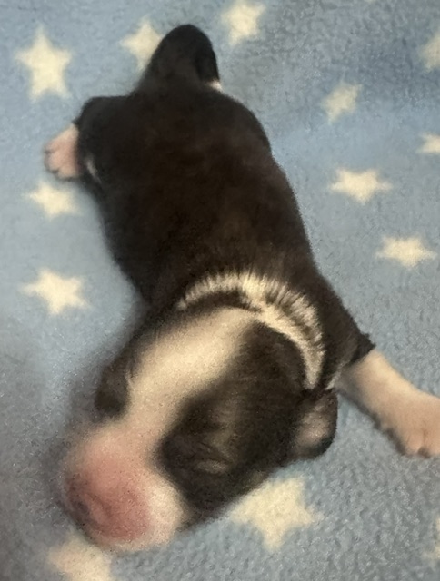 Puppy 1 — 