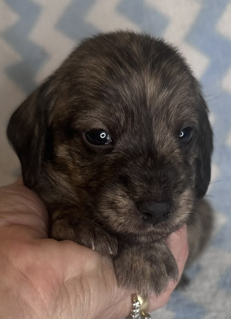 Puppy 4 — 