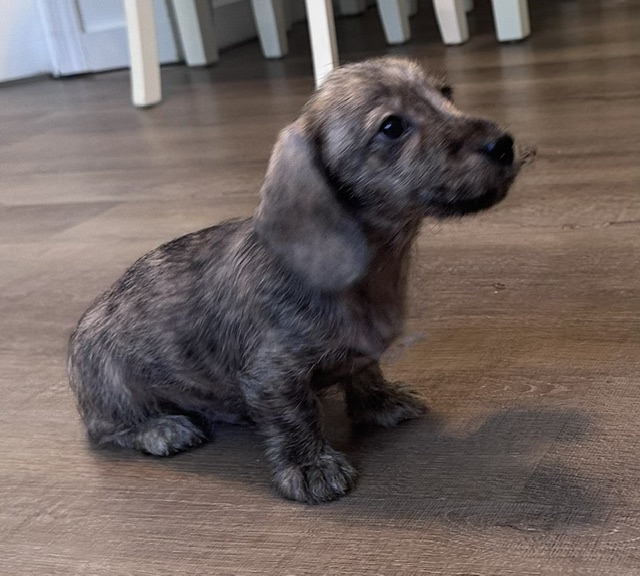 Puppy 4 — 