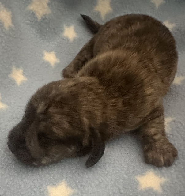 Puppy 4 — 